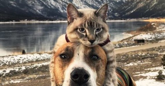 Henry i Baloo są najlepszymi przyjaciółmi. Mimo że jedno z nich jest psem, a drugie kotem, mają wiele wspólnego. Oboje zostali adoptowani przez swoich właścicieli ze schroniska dla bezdomnych zwierząt i oboje uwielbiają podróże. Ten niezwykły duet ma wielu fanów, którzy śledzą ich poczynania na Instagramie. 