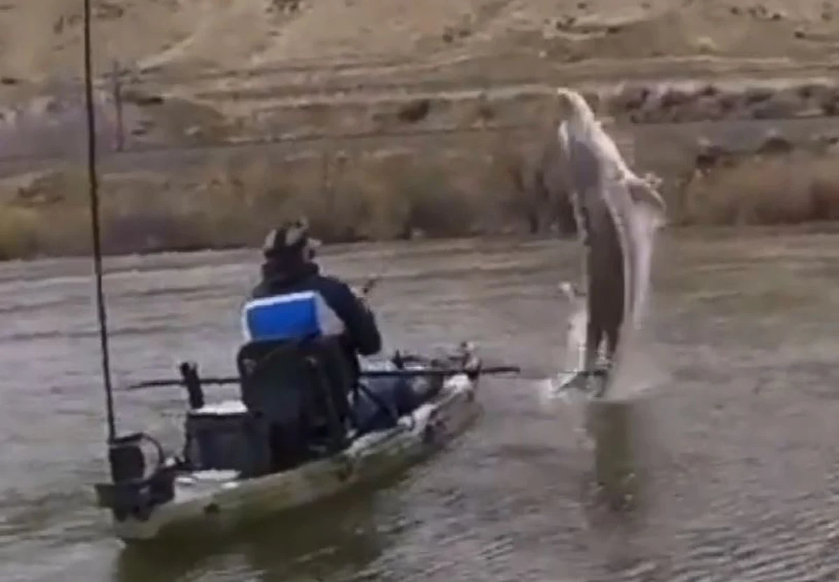 Ogromny jesiotr prawie zatopił łódkę. Wędkarz z Idaho nie dał za wygraną i złowił 130-kilogramowego potwora.