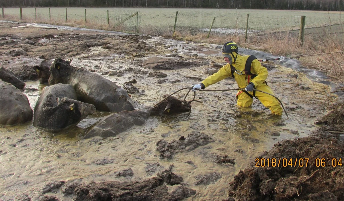 Sześć krów było bliskich utonięcia w gnojówce na skraju pastwiska we wsi Ljungby w Szwecji. Na ratunek ruszyli im strażacy. O ich heroicznej walce o życie tonących w oborniku zwierząt pisze dziennik "Expressen".