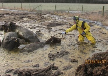 Strażacy uratowali krowy tonące w… oborniku. Internauci zachwyceni: Gów…na robota, panowie!