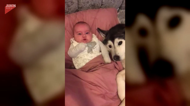 Husky Millie jest zakochana w swoim nowym domowniku. Jak widać na wideo, całe dnie spędzają na leżakowaniu. Urocza para, prawda? 