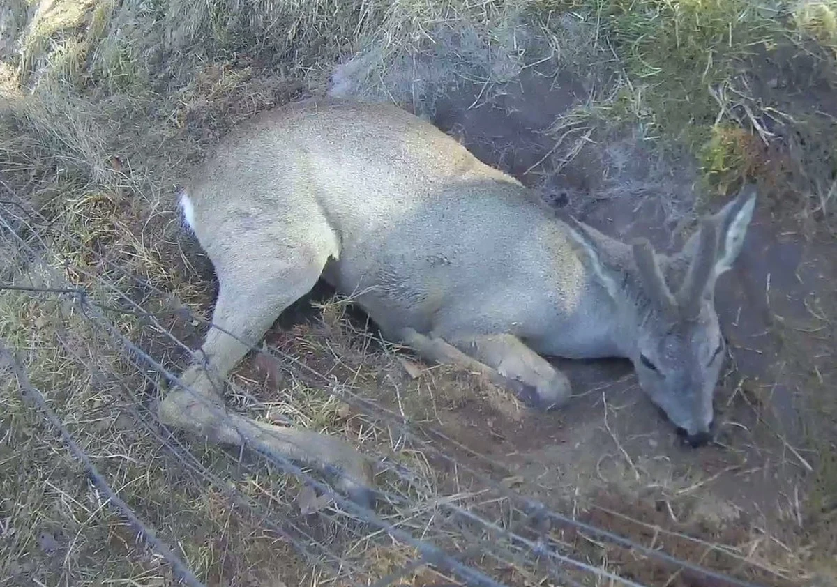 Młoda sarna zaplatała się wczoraj w ogrodzenie na terenie leśnym przy ul. Skowronkowej w Szczecinku. Zaniepokojeni spacerowicze powiadomili strażników miejskich. 