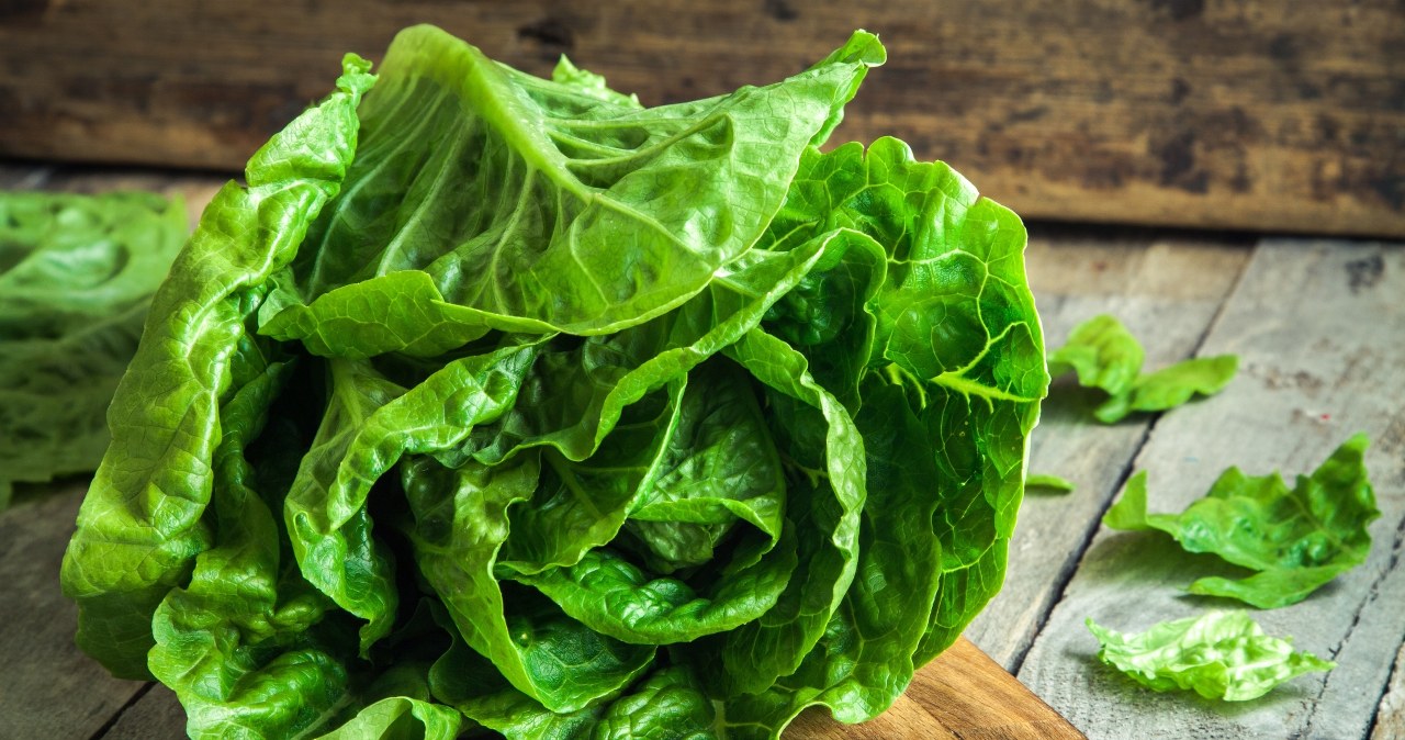 ​To najzdrowsza odmiana sałaty. Ma mnóstwo błonnika i obniża ciśnienie