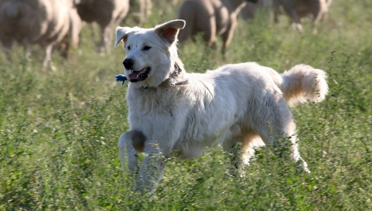 Po ponad dwóch tygodniach przymusowego pobytu w schroniskach dla zwierząt do domu na północy Włoch powrócił pies odebrany właścicielom za to, że za głośno szczeka. Decyzję o uwolnieniu czworonoga podjął sąd. Petycję w obronie psa podpisało 240 tys. osób.