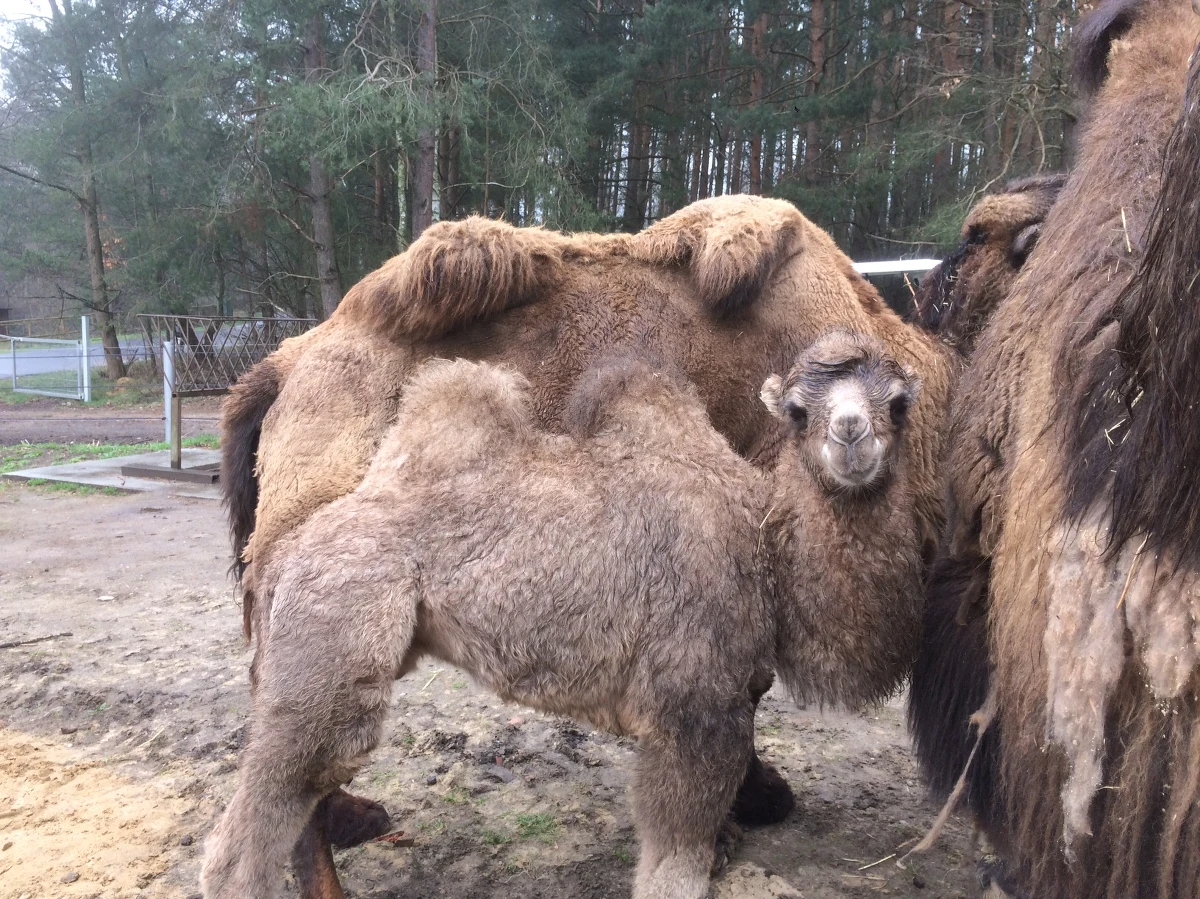 Wielka szczota, wejście na wybieg i kontakt oko w oko z dwugarbnym gigantem. Na początku można poczuć się niepewnie, ale chwilę później nietrudno o wniosek, że wielbłąd to - podobnie jak pies - wielki i wierny przyjaciel człowieka. Te z poznańskiego ZOO każdy będzie mógł poznać osobiście, a ich sympatię zaskarbi sobie czesaniem. I choć szczota, która służy jako wielbłądzi grzebień ma twarde i szorstkie włosie - dwugarbnym pupilom sprawia ogrom przyjemności. Szczególnie teraz, kiedy na wiosnę zaczęły gubić wełniany puch.​