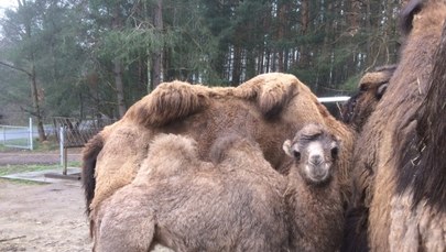 W Poznaniu możesz wyczesać wielbłąda. ZOO szykuje nowe atrakcje