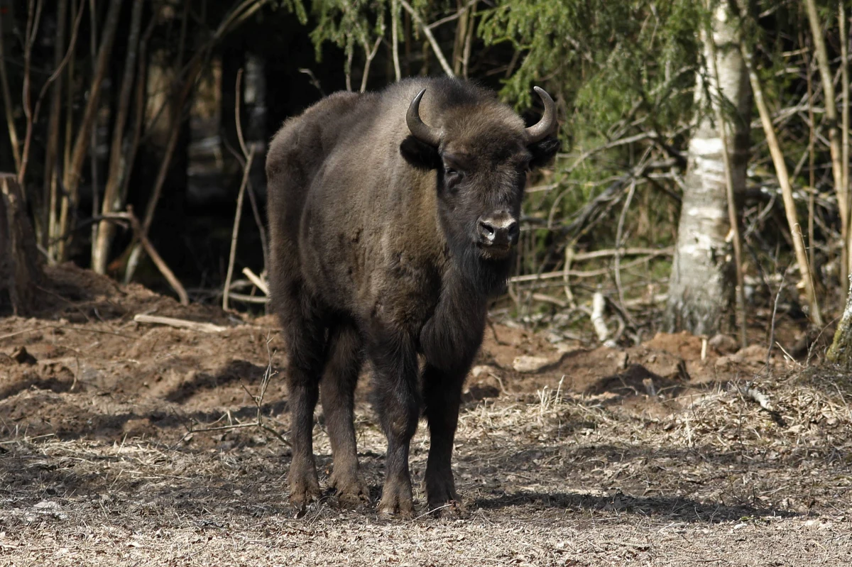 Już dziś do Bułgarii dotrze sześć żubrów odłowionych w lasach Nadleśnictwa Lutowiska w Bieszczadach. Zasilą stado hodowane w półwolnej zagrodzie Voden Iri Hisar w pobliżu miejscowości Ostrovo.
