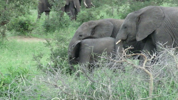 Uparte słoniątko zaczepia swojego starszego i dwa razy większego brata. Ten drugi próbuje odepchnąć go na bok. Finał?