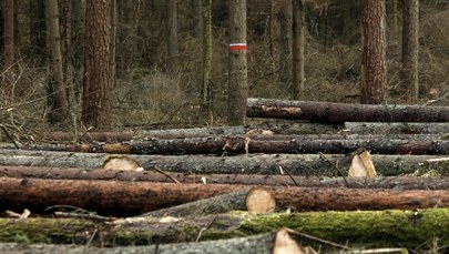 Nowy tydzień w polityce: Ostateczny finał sporu ws. Puszczy Białowieskiej