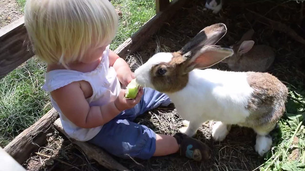 Dziewczynka i królik dzielą się jednym jabłkiem. Wyglądało to uroczo. Niestety, w pewnym momencie królik zmęczył się dzieleniem i... porwał owoc. Mina dziecka bezcenna.