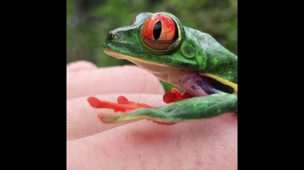 Takie żaby można spotkać na Kostaryce. Mają wielkie czerwone oczy, które naprawdę przyciągają wzrok. Chociaż sama żaba robi wszystko, żeby się ukryć.