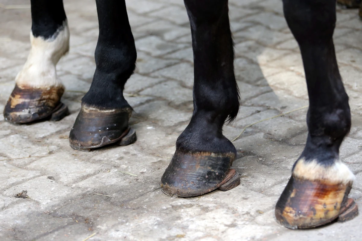 ​Spłoszyły się konie ciągnące wóz z turystami na drodze do Morskiego Oka w Tatrach. Dwie osoby zostały ranne - informuje dziennikarz RMF FM Maciej Pałahicki. 