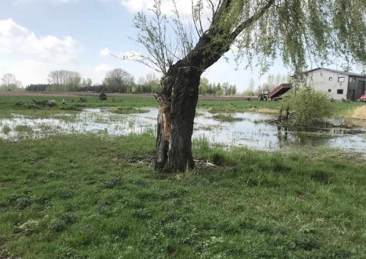 17 czerwca w Baranowie na Mazowszu może odbyć się referendum ws. budowy w tej gminie Centralnego Portu Komunikacyjnego. Taką uchwałę przyjęli radni na specjalnie zwołanej sesji rady gminy. ​Teraz - jak poinformował wójt Andrzej Kolek - uchwała trafi do oceny wojewody mazowieckiego. Centralny Port ma być największym lotniskiem w Polsce.