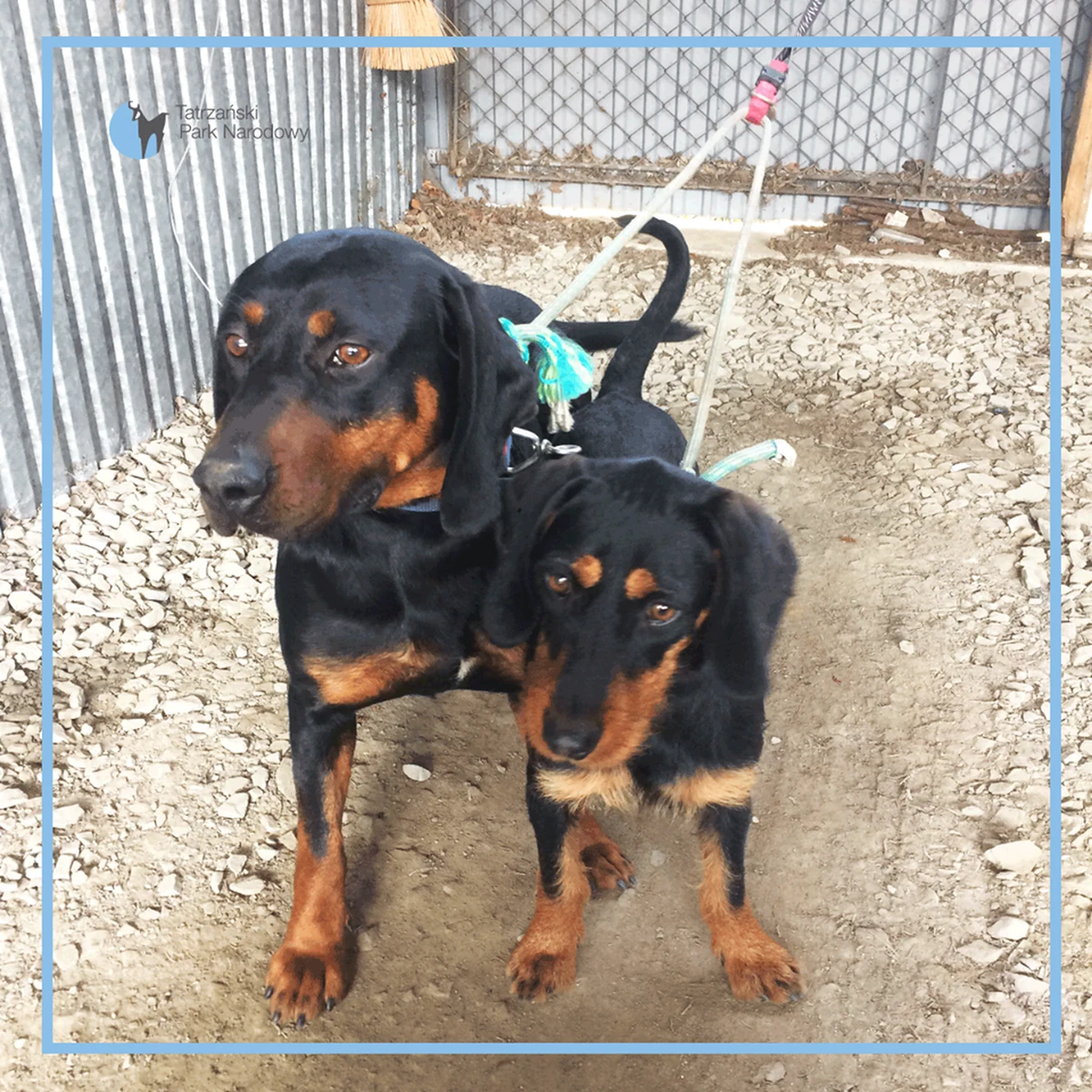 Pracownicy Tatrzańskiego Parku Narodowego sprowadzili dzisiaj z Hali Gąsienicowej dwa psy, które najwyraźniej się komuś zgubiły. Psy są zadbane i mają obroże.