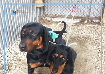 Dwa psy odnalezione na Hali Gąsienicowej. TPN szuka właścicieli
