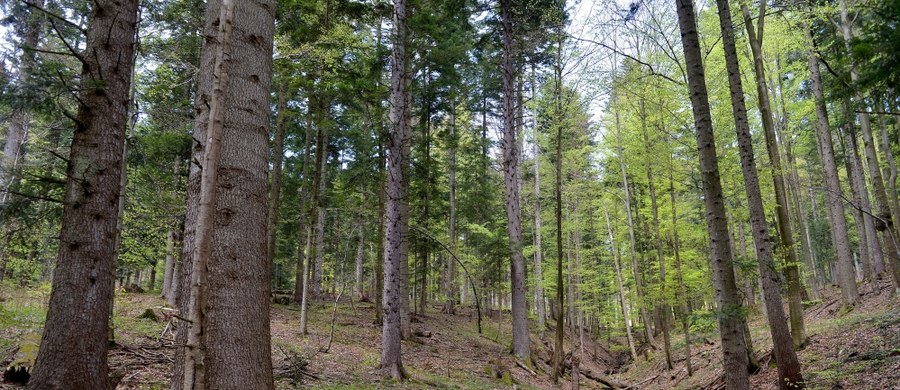 W lasach na obszarze całego kraju utrzymuje się duże zagrożenie pożarowe - poinformował Instytut Badawczy Leśnictwa. Szczególnie niebezpiecznie jest w województwach: opolskim, śląskim, małopolskim i świętokrzyskim.