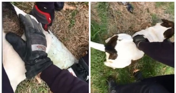 Strażacy z St. Louis w amerykańskim Missouri uratowali psa, którego głowa utknęła w rurze. Funkcjonariusze głaskali zwierzę, aby nie uciekło. 