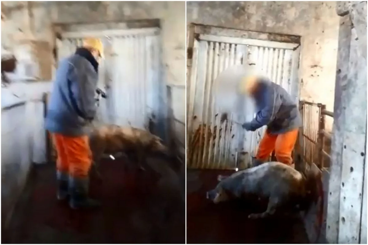 To nie ubój, to bestialstwo - twierdzą obrońcy zwierząt i składają do prokuratury zawiadomienie o możliwości popełnienia przestępstwa. Dowodem jest nagranie z zakładu przetwórstwa mięsa z terenu gminy Barwice w Zachodniopomorskiem. Pracownicy zabijają świnie wielokrotnie uderzając je młotkiem.