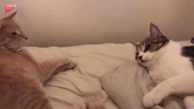 Dwa koty leżały na łóżku. Jeden już zasypiał, co drugiemu się nie podobało. Jak się to skończy? 
