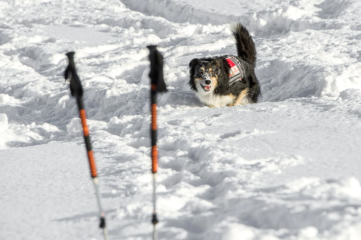 1995, czyli prawie dwa tysiące psów pracuje w służbach mundurowych i ratowniczych w całej Polsce. To wniosek z najnowszego raportu "Pies na służbie" przygotowanego przez jednostki ochotniczego pogotowia ratunkowego. Połowa psów-ratowników pracuje w policji. Co dziesiąty - w straży pożarnej oraz pogotowiu ratunkowym - tatrzańskim i wodnym. "Dzień psa-ratownika wygląda jak dzień ratownika człowieka. Pies pracuje krócej niż 8 godzin, musi mieć przerwy, nie może skupić się tak długo, po prostu w pewnym momencie odwraca się i idzie spać. Kodeks pracy ich nie obowiązuje" - podkreśla Paweł Błasiak z Wodnego Ochotniczego Pogotowia Ratunkowego. 