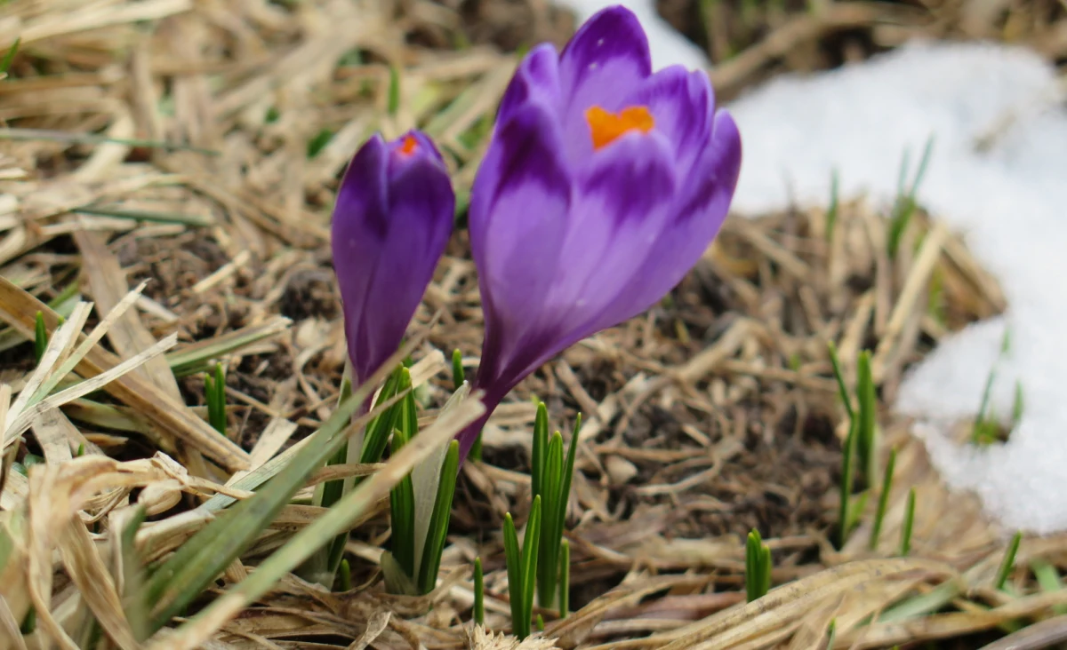 Tak ciepłego kwietnia pod Tatrami nie pamiętają nawet najstarsi górale. Nie pamiętają, bo nie mogą. Musieliby żyć znacznie ponad sto lat. Od takiego czasu w Zakopanem prowadzone są pomiary meteorologiczne i do tej pory nie zdarzyło się, by w tym wiosennym miesiącu było aż tak ciepło. To tym bardziej zaskakujące, że w ubiegłym roku o tej porze pod Tatrami sypał śnieg i pod koniec kwietnia leżało go w Zakopanem ponad 20 cm. 