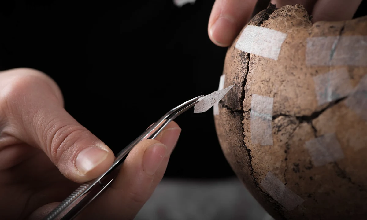 Po trzech latach prac wykopaliskowych szwedzcy archeolodzy opublikowali dowody na to, że w niewielkiej wiosce Sandby Borg w V wieku doszło do brutalnej masakry. Zabici zostali wszyscy mieszkańcy. Najprawdopodobniej padli ofiarą łowców skarbów. 