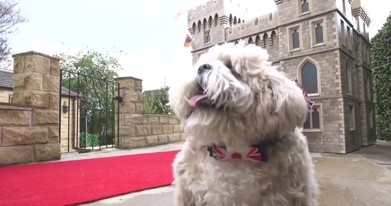 Brytyjka ufundowała pupilowi budę - replikę Zamku Windsor za 5 tys. funtów. Susan Crossland może sobie pozwolić na takie wydatki, ponieważ wygrała fortunę na loterii. Nowa milionerka jest fanką rodziny królewskiej i wszystkiego, co ma brytyjski charakter. Piesek Archie, tybetańskiej rasy lhasa apso, wydawał się zachwycony.