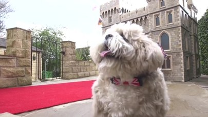5000 funtów za zamek dla psa. Buda repliką Zamku Windsor