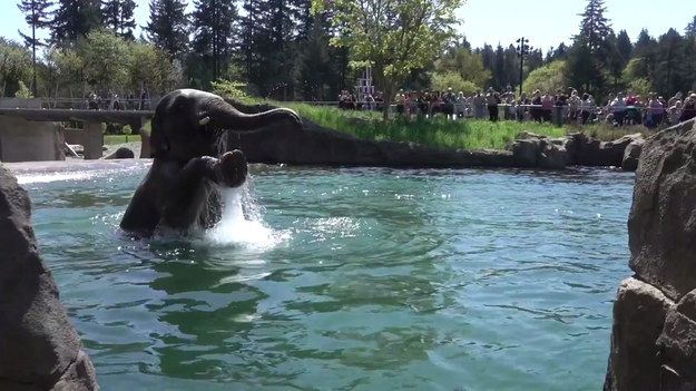 Ten słoń postanowił się schłodzić w upalny dzień. Jego wodne szaleństwa oczarowały turytów w zoo w Oregonie.