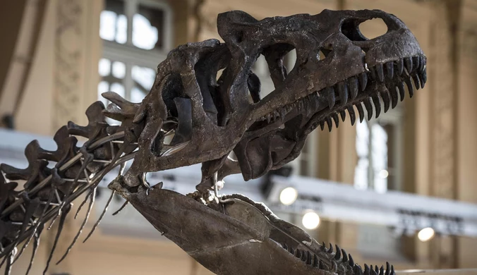 Skamielina dużego dinozaura odkryta w USA. Przypominał strusia