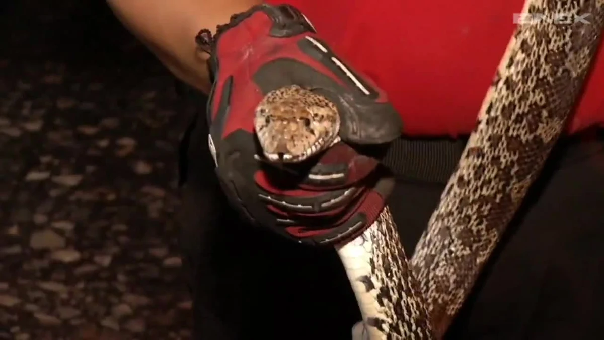 Na nieproszonego gościa natknęli się mieszkańcy domu w Monterrey w północno-wschodnim Meksyku. Do ich mieszkania zakradł się ponad dwumetrowy wąż. Interweniować musieli pracownicy ochrony cywilnej, którzy złapali gada i oddali go w ręce państwowej organizacji ochrony środowiska. Wąż, choć nie należał do jadowitego gatunku, mógł zaatakować człowieka gryząc go lub dusząc. Jego atak mógłby się skończyć poważniejszymi obrażeniami.