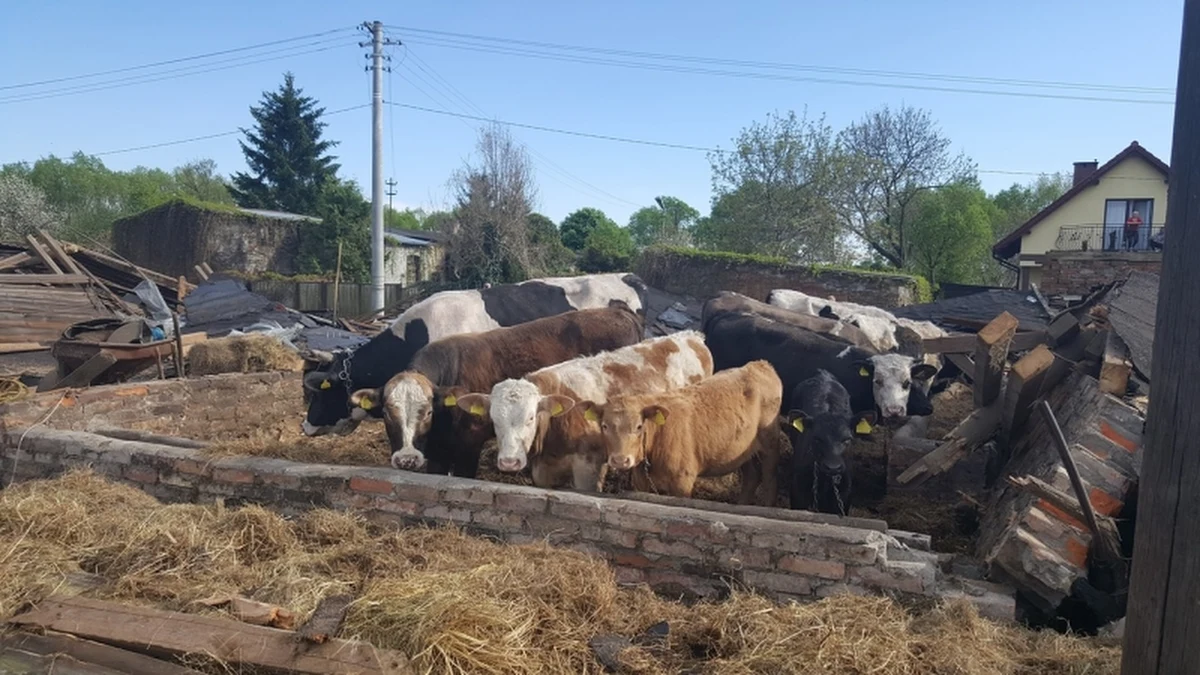 Pilscy strażacy zostali wezwani do miejscowości Cyk. Według zgłoszenia, zawalił się tam budynek gospodarczy, w którym przebywało bydło. I rzeczywiście, w zawalonej stodole było 15 krów. Żadnej z nich nic się nie stało.