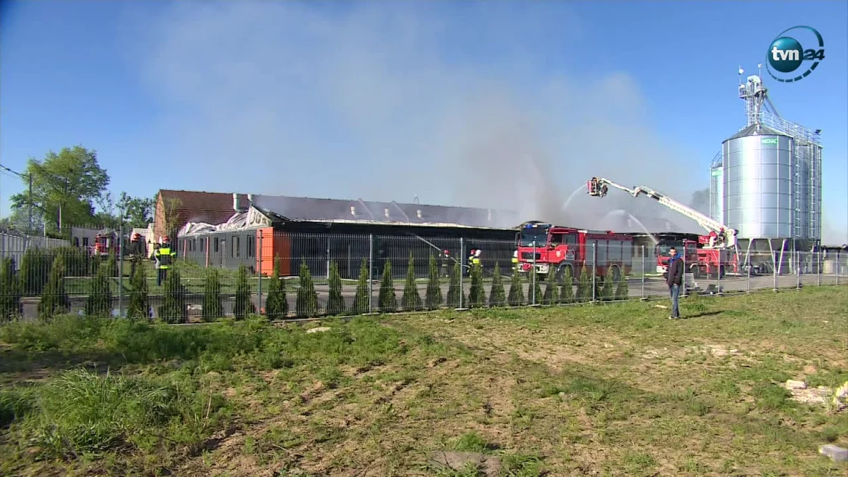 Straż pożarna ugasiła pożar chlewni, który wybuchł w sobotę rano w miejscowości Wychowaniec w gminie Oborniki (Wielkopolskie). Spłonęło 4,5 tys. zwierząt.