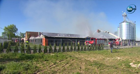 Straż pożarna ugasiła pożar chlewni, który wybuchł w sobotę rano w miejscowości Wychowaniec w gminie Oborniki (Wielkopolskie). Spłonęło 4,5 tys. zwierząt.