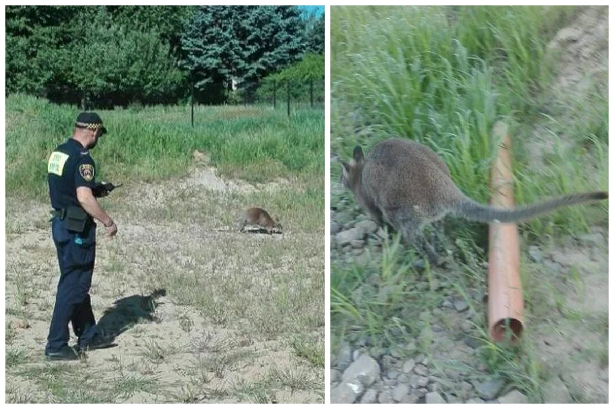 "Po działce przy ul. Osterwy skacze kangur" - takie nietypowe zgłoszenie dostali wczoraj krakowscy strażnicy miejscy. Na miejsce wysłany został patrol. 