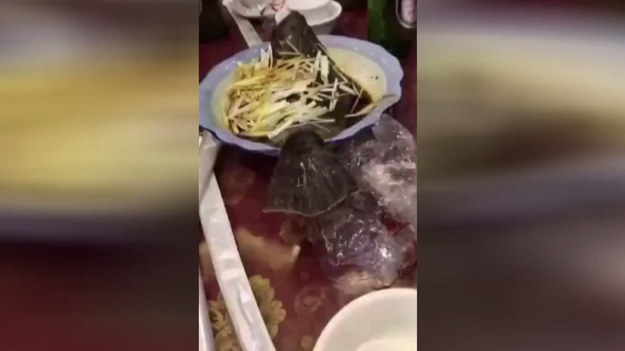 W Chinach dzieją się czasami dziwne rzeczy. Oto ryba, która zszokowała wszystkich. Ugotowana na parze, przełożona na talerz, przyozdobiona plastrami imbiru i dymką, nagle zeskakuje z miski i spada na stół. Klienci restauracji chyba stracili apetyt...