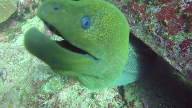 Zielona murena żyjąca u wybrzeży Fidżi nie mogła się powstrzymać od... pocałunku z kamerą. Mimo przyjacielskiego gestu, ryba może budzić przerażenie.