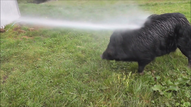 Ta urocza świnia uwielbia prysznic. Jej właściciel nie oszczędza swojego pupila.