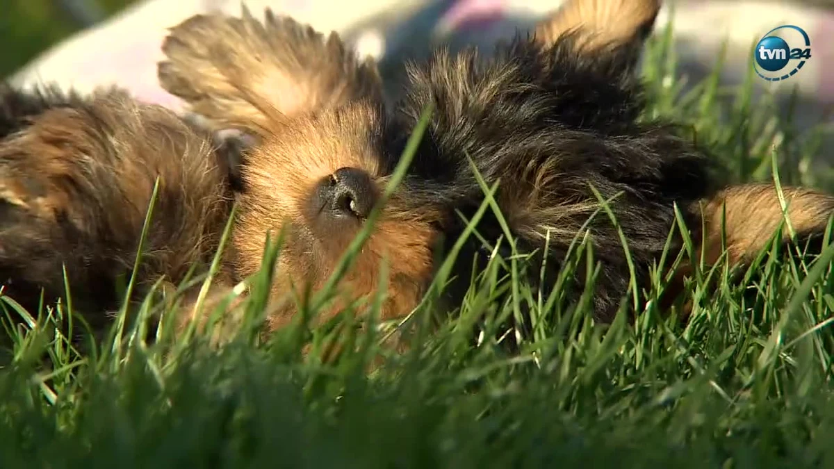 Uratowane szczeniaki, znalezione w szczelnie zamkniętym plastikowym pudle, czują się już znacznie lepiej. Umyte i najedzone odzyskują siły. 

