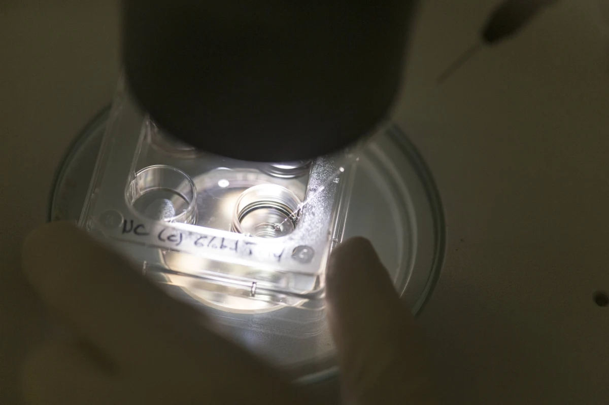 Na środowej sesji rady miasta radni odrzucili projekt finansowania zabiegów in vitro ze środków budżetowych miasta Krakowa. Przeciwko odrzuceniu byli niektórzy radni z klubów ,,Przyjazny Kraków" Jacka Majchrowskiego oraz Prawa i Sprawiedliwości.