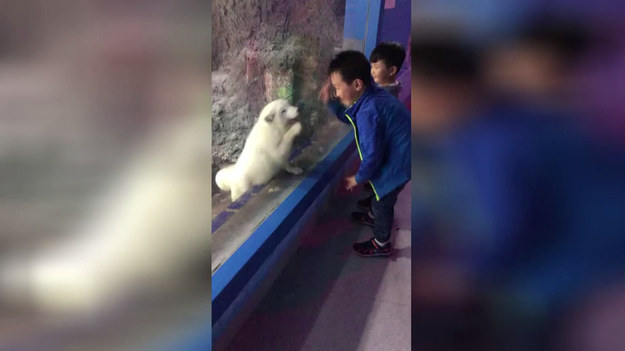 W ZOO też można znaleźć przyjaciela. Oto dowód. Lis polarny naśladuje chłopca, stojącego za szybą. Widać, że obydwoje dobrze się bawią.