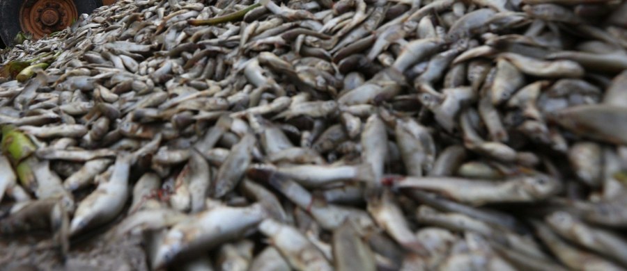 Katastrofa ekologiczna na rzece Dzierzgoń. Na granicy województw pomorskiego i warmińsko-mazurskiego wyłowiono blisko tonę martwych ryb.