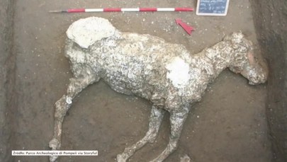 Ciało konia w idealnym stanie odnalezione w Pompejach. Zginął po erupcji Wezuwiusza 