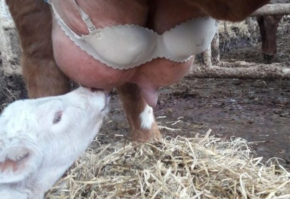 Pewien rolnik ze Szkocji podbił serca internautów troską o samopoczucie swojej krowy. Założył bowiem na jej wymię biustonosz żony. Chciał w ten sposób złagodzić ból strzyków, nadwyrężonych przez nienasyconego mlekiem cielaka.