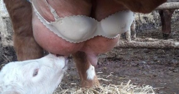 Pewien rolnik ze Szkocji podbił serca internautów troską o samopoczucie swojej krowy. Założył bowiem na jej wymię biustonosz żony. Chciał w ten sposób złagodzić ból strzyków, nadwyrężonych przez nienasyconego mlekiem cielaka.