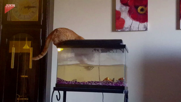 Chciwy kot za wszelką cenę próbował złapać rybę z akwarium. Niestety coś poszło nie tak. 