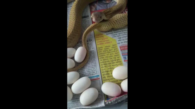 Kamerzysta chciał nagrać moment składania jaj przez kobrę. Wąż, po czasie najwidoczniej poirytowany obecnością mężczyzny postanowił go zaatakować. 