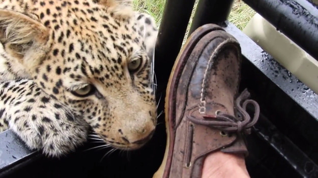 To niesamowita chwila! Turysta podczas safari doświadczył bardzo bliskiego spotkania z młodym lampartem. Materiał nagrano w Delcie Okavango w północnej Botswanie. Widać na nim, jak lampart zbliża się do jeepa i obwąchuje nogę turysty. Ale nie wszystko przebiegło po przyjacielsku... a turysta chyba się przeliczył...