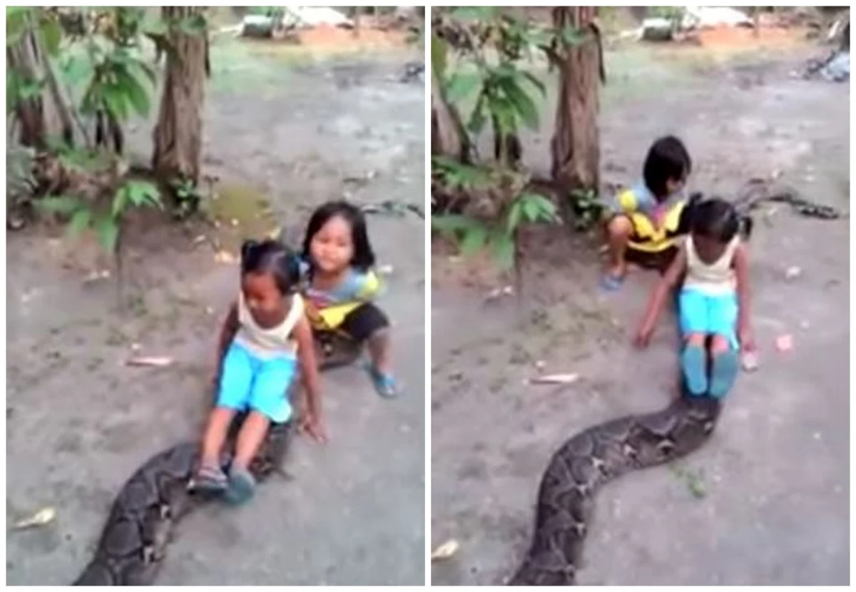 Na rodziców dwóch małych dziewczynek posypały się gromy za to, że pozwolili bawić się córeczkom z pytonem. Gigantyczny wąż byłby wstanie połknąć w całości nawet dorosłego człowieka. Jednak rodzice nagrali na filmie, jak roześmiane dziewczynki "ujeżdżają" pytona, a nagranie umieścili w internecie.