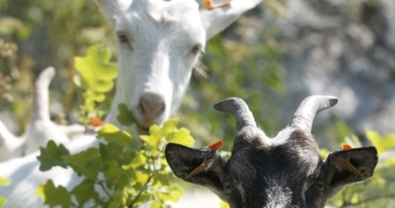 Owce i kozy zastąpią kosiarki w parkach w Rzymie - postanowiły władze miejskie. Wypuszczenie tych zwierząt na tereny zielone jak na pastwisko jest pomysłem na rozwiązanie poważnego w Wiecznym Mieście problemu związanego z koszeniem trawy i z brakiem personelu.